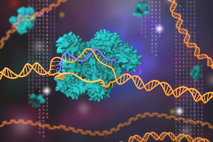 The CRISPR technique enables researchers to edit DNA sequences and alter gene function.