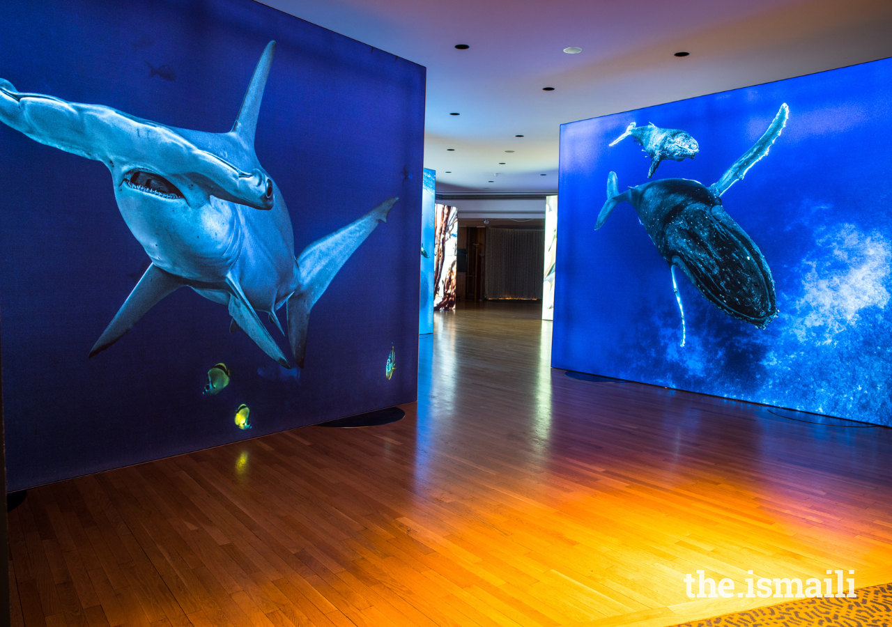 Volunteers helped to install Prince Hussain’s photo exhibition The Living Sea – Fragile Beauty at the Ismaili Centre, London.