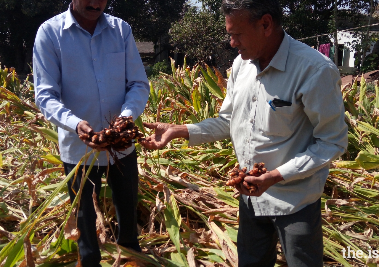 Farmers from Sangodra showing off their turmeric crop which was grown under the guidance of the United Farmers Alliance and the Junagadh Agriculture University
