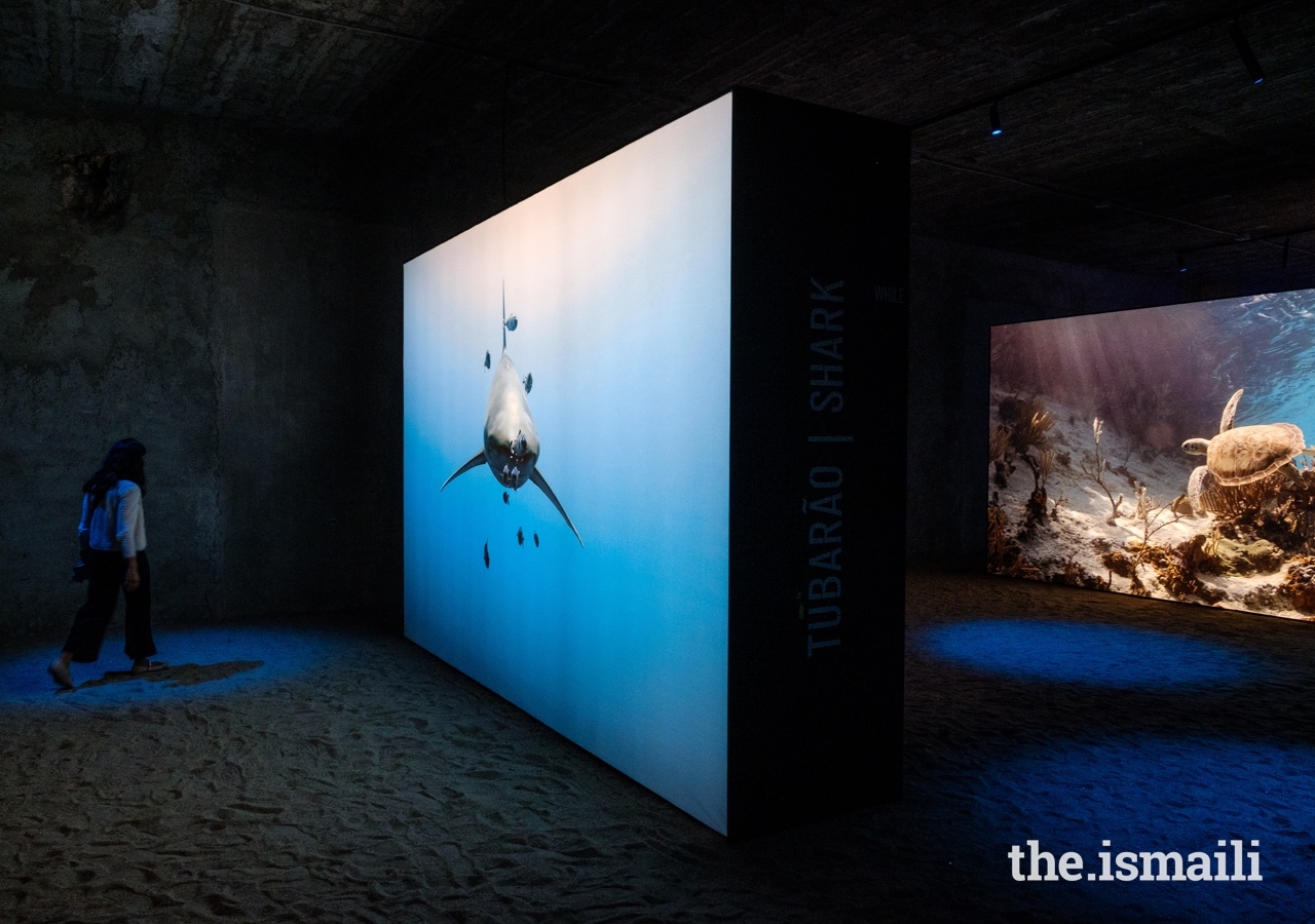 The Living Sea exhibition features over 100 photos depicting the beauty, fragility, and diversity of marine life.