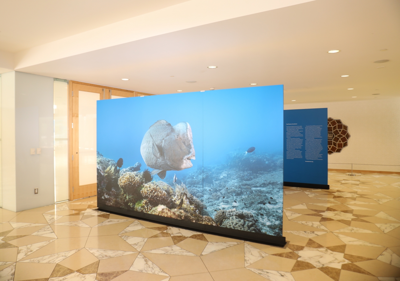 The Living Sea - Natural Beauty was on display at the Ismaili Centre Toronto from 24 May to 4 June.