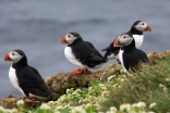 Puffins breed in large colonies on coastal cliffs and islands. Together with other seabirds, they are threatened by habitat destruction due to climate change and pollution.