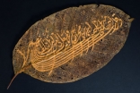 Turkish Art from the Spirit & Life Exhibition. Chestnut tree leaf, 19th Century. From the Collections of the Aga Khan Museum, Toronto. 