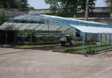 June 2006: Plants to be used in the landscaping and gardens of the Ismaili Centre, Dushanbe are grown and cared for in a dedicated nursery.