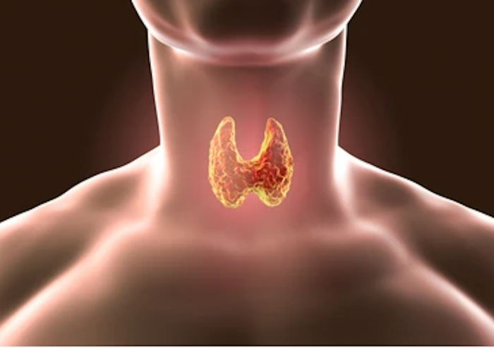 Thyroid gland inside the human body.