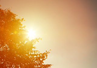 As summer temperatures soar, extreme heat events can be critical tests of survival.
